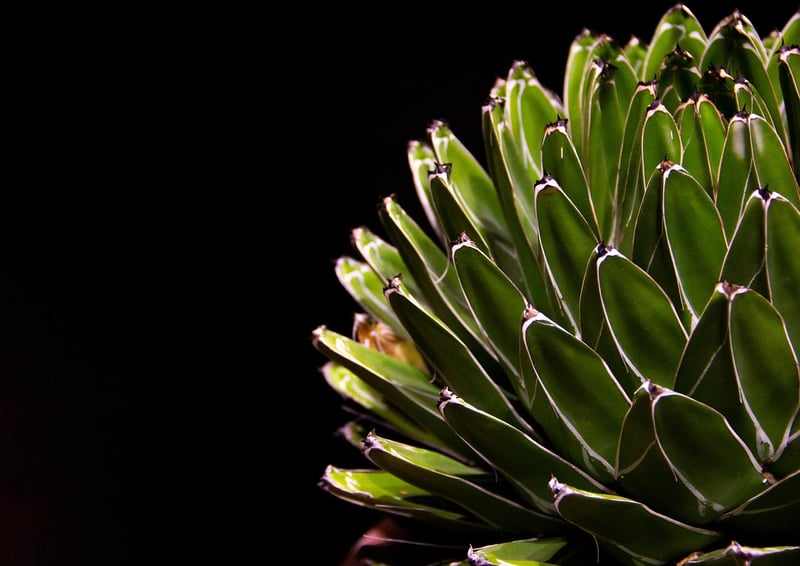 Create a succulent wall