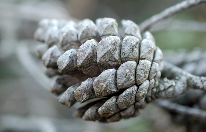 Nature elements